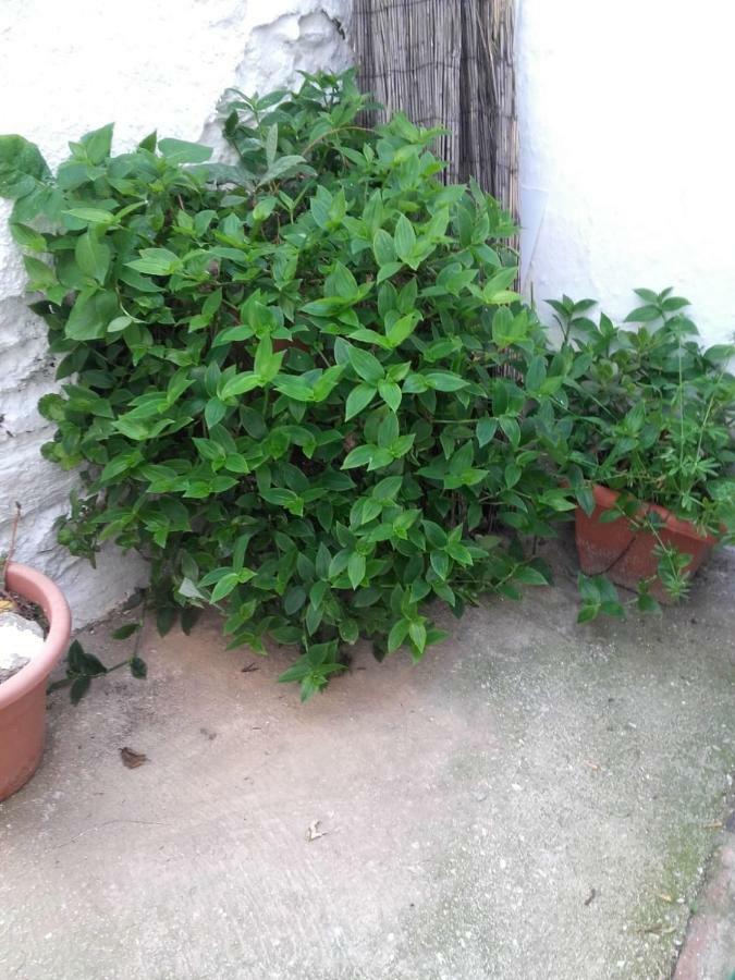 Apartament Jubrique Zewnętrze zdjęcie